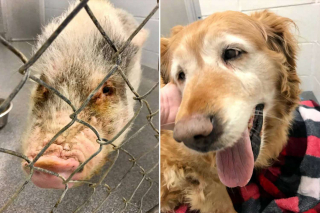 Illustration de l'article : Une chienne âgée et une petite truie commencent une nouvelle vie, après avoir été abandonnées par leur propriétaire devant un refuge (vidéo)