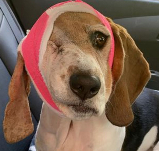 Illustration de l'article : Une chienne et sa propriétaire se soutiennent mutuellement lors des douloureuses épreuves de santé qu’elles doivent traverser