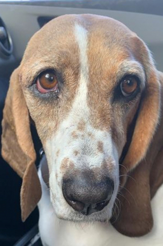 Illustration de l'article : Une chienne et sa propriétaire se soutiennent mutuellement lors des douloureuses épreuves de santé qu’elles doivent traverser