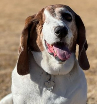 Illustration de l'article : Une chienne et sa propriétaire se soutiennent mutuellement lors des douloureuses épreuves de santé qu’elles doivent traverser