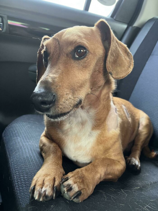 Illustration de l'article : 20 photos de chiens qui n'inspirent que positivité et optimisme