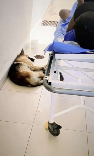 Illustration de l'article : La loyauté à toute épreuve d'un jeune chien pour soutenir son propriétaire hospitalisé suite à un malaise 