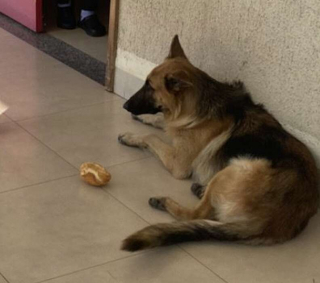 Illustration de l'article : La loyauté à toute épreuve d'un jeune chien pour soutenir son propriétaire hospitalisé suite à un malaise 