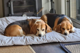 Illustration de l'article : Disparition mystérieuse d'un Beagle : une médium et les réseaux sociaux à la rescousse