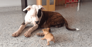 Illustration de l'article : Un chiot minuscule tente de motiver son compère, un grand American Bulldog, à jouer avec lui et attendrit les internautes (vidéo)