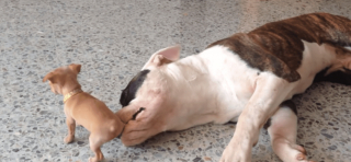 Illustration de l'article : Un chiot minuscule tente de motiver son compère, un grand American Bulldog, à jouer avec lui et attendrit les internautes (vidéo)