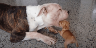 Illustration de l'article : Un chiot minuscule tente de motiver son compère, un grand American Bulldog, à jouer avec lui et attendrit les internautes (vidéo)