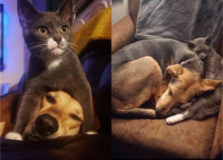 Illustration de l'article : Une propriétaire de chien emmène son animal au refuge pour adopter un chaton, la vidéo fait fondre les internautes
