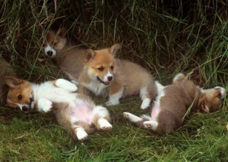 Illustration de l'article : 10 photos montrant que les chiots placent la barre très haut en matière de mignonnerie