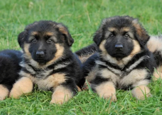 Illustration de l'article : 10 photos montrant que les chiots placent la barre très haut en matière de mignonnerie