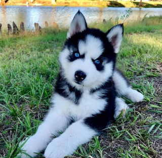 Illustration de l'article : 10 photos montrant que les chiots placent la barre très haut en matière de mignonnerie