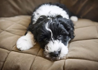 Illustration de l'article : 10 photos montrant que les chiots placent la barre très haut en matière de mignonnerie