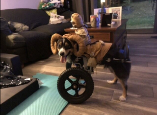 Illustration de l'article : Un chien pas comme les autres aide les enfants à accepter la différence dans une école primaire