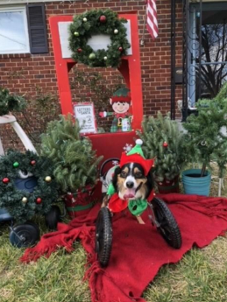 Illustration de l'article : Un chien pas comme les autres aide les enfants à accepter la différence dans une école primaire