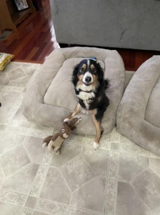 Illustration de l'article : Un chien pas comme les autres aide les enfants à accepter la différence dans une école primaire