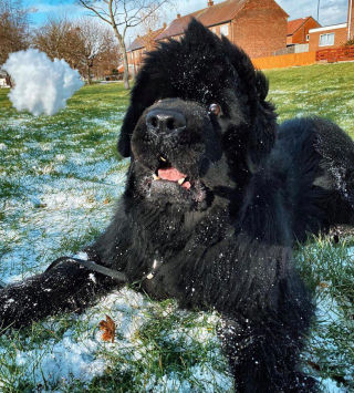 Illustration de l'article : Les balades se transforment en négociations interminables pour ce policier et son chien rebelle