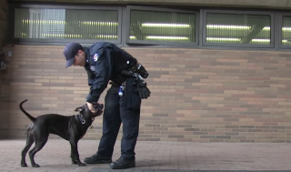 Illustration de l'article : Un officier de police sauve un chien abandonné et en fait son partenaire