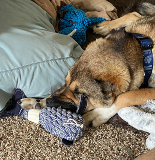 Illustration de l'article : Le geste symbolique d'un ancien militaire américain qui adopte un chien afghan mutilé de guerre et avec les oreilles coupées