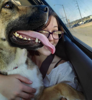 Illustration de l'article : Le geste symbolique d'un ancien militaire américain qui adopte un chien afghan mutilé de guerre et avec les oreilles coupées