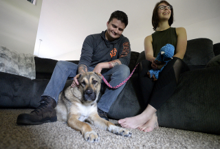 Illustration de l'article : Le geste symbolique d'un ancien militaire américain qui adopte un chien afghan mutilé de guerre et avec les oreilles coupées