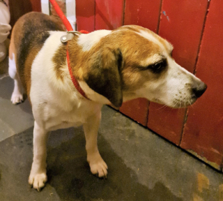 Illustration de l'article : Ces chiens étaient introuvables durant 3 années, jusqu’à ce que leur propriétaire reçoive un coup de téléphone inespéré