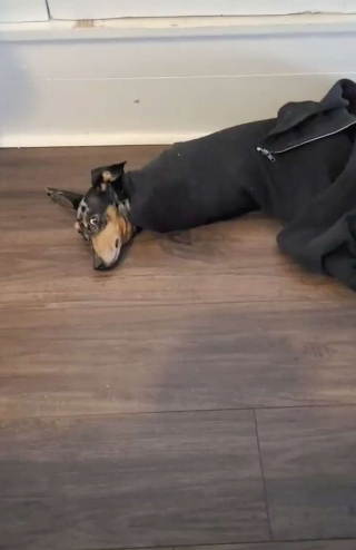 Illustration de l'article : L’histoire amusante de Roger, le chien qui ne peut pas résister aux pulls douillets