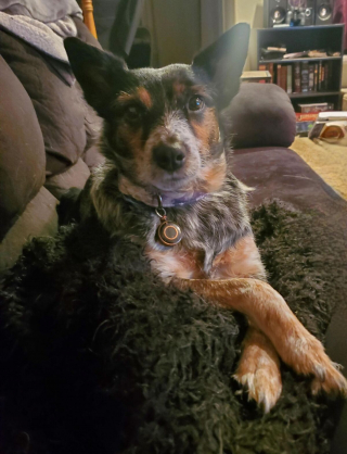 Illustration de l'article : 20 photos qui combleront de bonheur les amoureux du Bouvier Australien