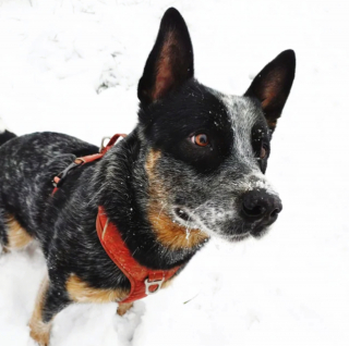 Illustration de l'article : 20 photos qui combleront de bonheur les amoureux du Bouvier Australien