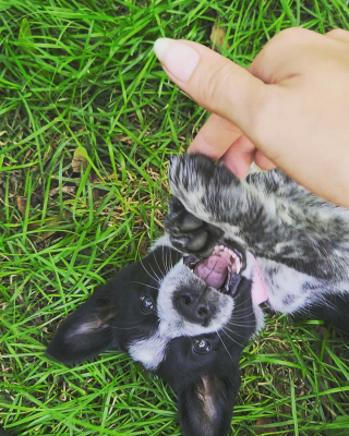 Illustration de l'article : 20 photos qui combleront de bonheur les amoureux du Bouvier Australien