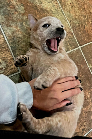 Illustration de l'article : 20 photos qui combleront de bonheur les amoureux du Bouvier Australien