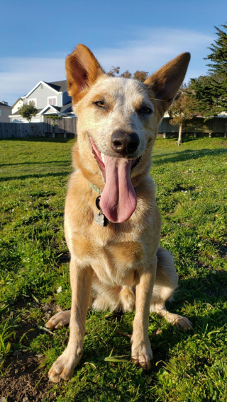 Illustration de l'article : 20 photos qui combleront de bonheur les amoureux du Bouvier Australien