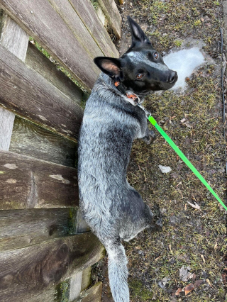 Illustration de l'article : 20 photos qui combleront de bonheur les amoureux du Bouvier Australien