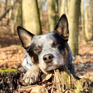 Illustration de l'article : 20 photos qui combleront de bonheur les amoureux du Bouvier Australien