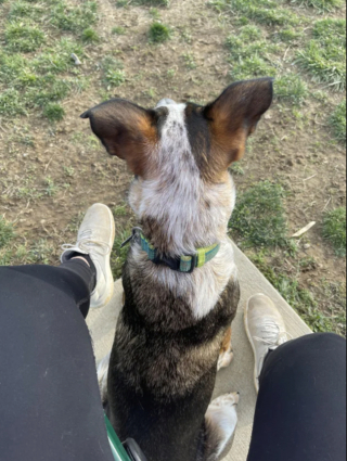 Illustration de l'article : 20 photos qui combleront de bonheur les amoureux du Bouvier Australien