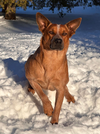 Illustration de l'article : 20 photos qui combleront de bonheur les amoureux du Bouvier Australien