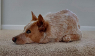 Illustration de l'article : 20 photos qui combleront de bonheur les amoureux du Bouvier Australien