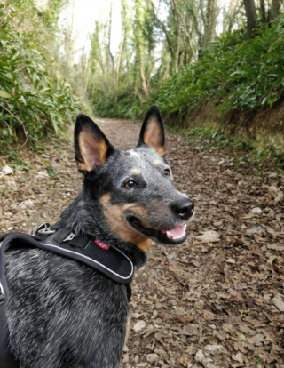 Illustration de l'article : 20 photos qui combleront de bonheur les amoureux du Bouvier Australien