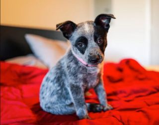 Illustration de l'article : 20 photos qui combleront de bonheur les amoureux du Bouvier Australien