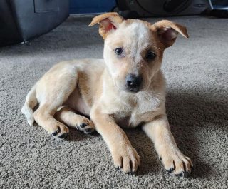 Illustration de l'article : 20 photos qui combleront de bonheur les amoureux du Bouvier Australien