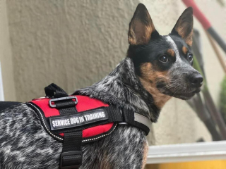 Illustration de l'article : 20 photos qui combleront de bonheur les amoureux du Bouvier Australien