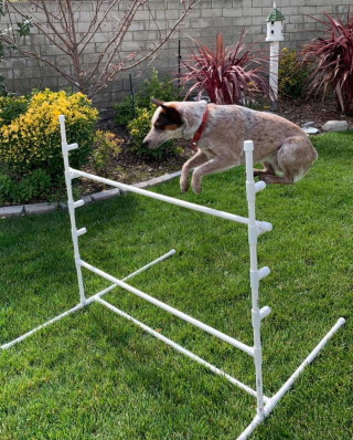 Illustration de l'article : 20 photos qui combleront de bonheur les amoureux du Bouvier Australien