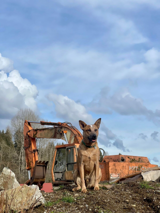 Illustration de l'article : 20 photos qui combleront de bonheur les amoureux du Bouvier Australien