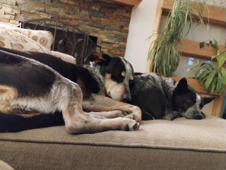 Illustration de l'article : 20 photos qui combleront de bonheur les amoureux du Bouvier Australien