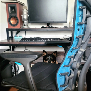 Illustration de l'article : 20 photos qui combleront de bonheur les amoureux du Bouvier Australien