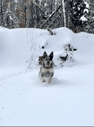 Illustration de l'article : 20 photos qui combleront de bonheur les amoureux du Bouvier Australien