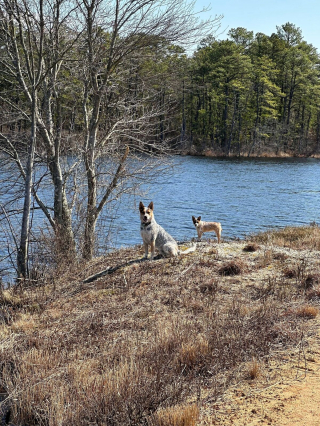 Illustration de l'article : 20 photos qui combleront de bonheur les amoureux du Bouvier Australien