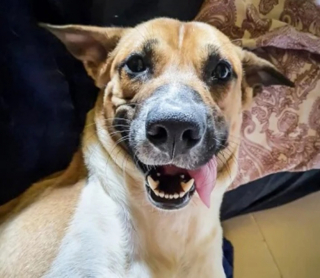 Illustration de l'article : Ce chien abandonné se choisit une nouvelle famille et fait tout pour en être adopté