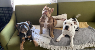 Illustration de l'article : Délaissé à cause de problèmes de santé, un chien s’offre une nouvelle vie de globe-trotteur grâce à une femme aimante