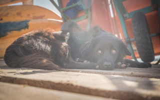 Illustration de l'article : 20 photos de chiens errants réalisées par un passionné et prouvant qu'ils continuent à sourire à la vie malgré sa difficulté