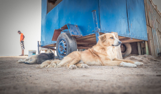 Illustration de l'article : 20 photos de chiens errants réalisées par un passionné et prouvant qu'ils continuent à sourire à la vie malgré sa difficulté